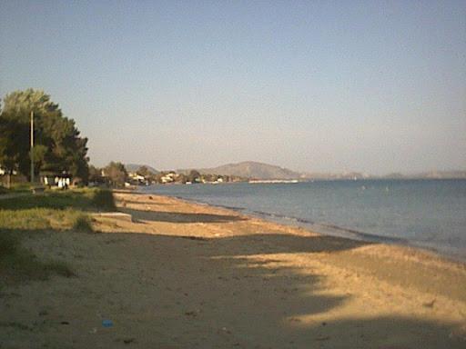 Palmar Club - Zenobia *