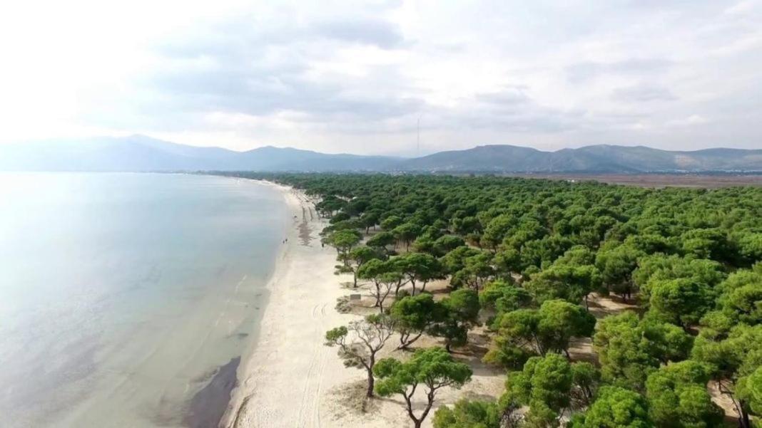 Palmar Club - Zenobia * Vrana